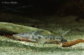 images.jpg images.jpg