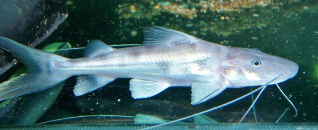 Brachie, capa salton snookn21 1.JPG Brachie, capa salton snookn21 1.JPG