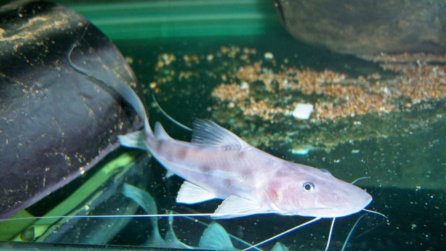 Brachie, capa salton snookn21 2.JPG Brachie, capa salton snookn21 2.JPG