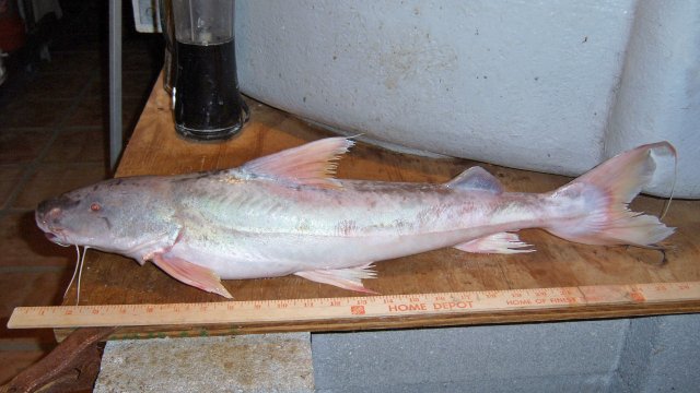 Brachie, capa, Aq&reef 1.JPG Brachie, capa, Aq&reef 1.JPG