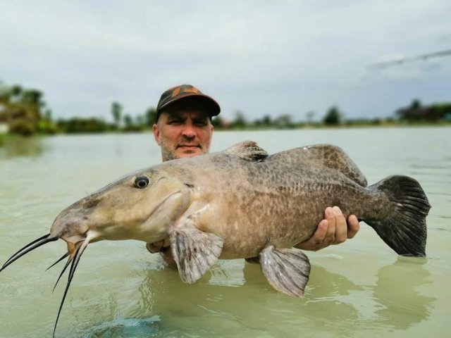 giraffe-catfish-aquarium.jpg