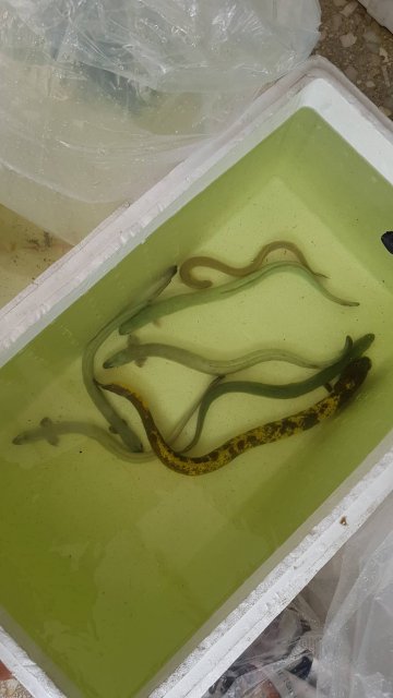 38193489_10215813359780787_7572013860945657856_n.jpg 38193489_10215813359780787_7572013860945657856_n.jpg