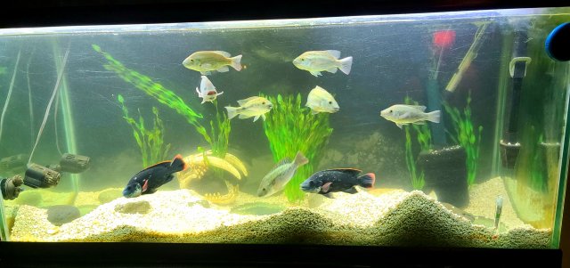 Spawning Tilapia.jpg Spawning Tilapia.jpg