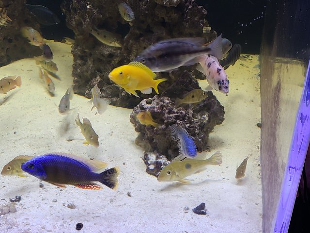 20201113_234909.jpg 20201113_234909.jpg