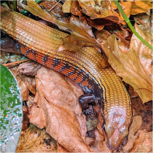 aw_fire_skink_800x.jpg