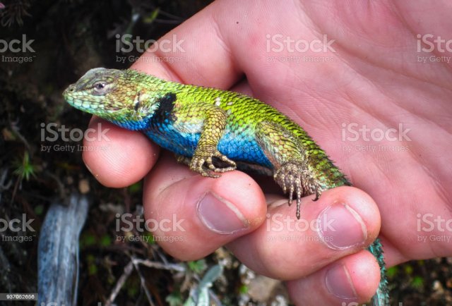 istockphoto-937052656-1024x1024.jpg