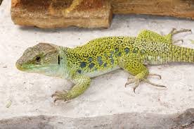 download - 2020-11-15T164353.318.jpeg