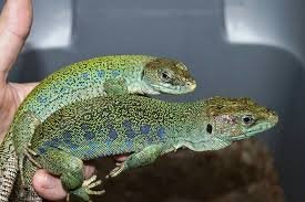 download - 2020-11-15T164348.026.jpeg