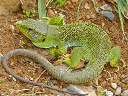 download - 2020-11-15T164339.546.jpeg