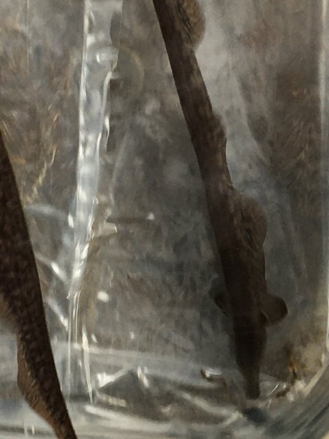 A30F499F-BA93-4C75-8BA6-DDA11F27E1A2.jpeg A30F499F-BA93-4C75-8BA6-DDA11F27E1A2.jpeg