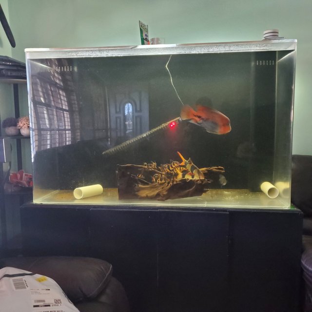 For Sale 150g tall acrylic fish tank