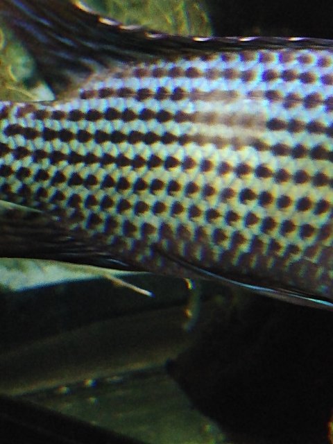IMG_20201117_184030285.jpg