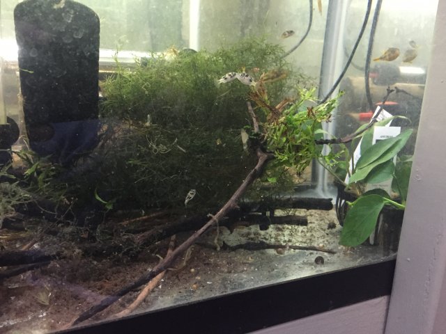 Murder beans.jpeg Murder beans.jpeg