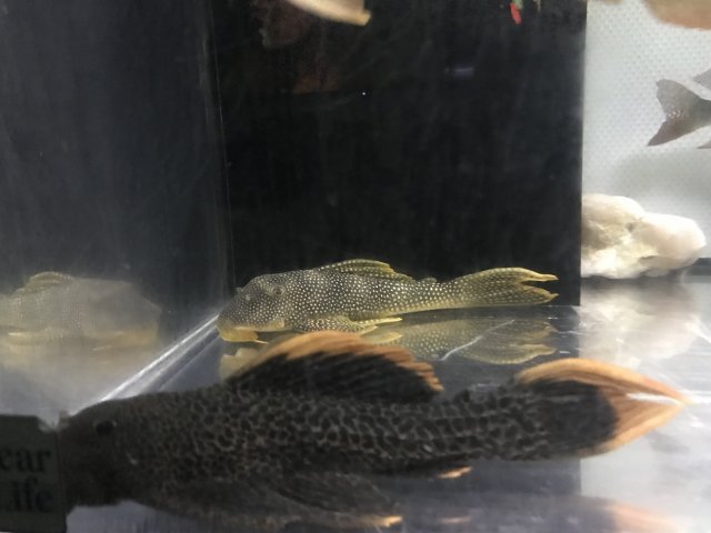 F9F9E2EC-17CD-4F40-8795-A4CEA29118A6.jpeg F9F9E2EC-17CD-4F40-8795-A4CEA29118A6.jpeg