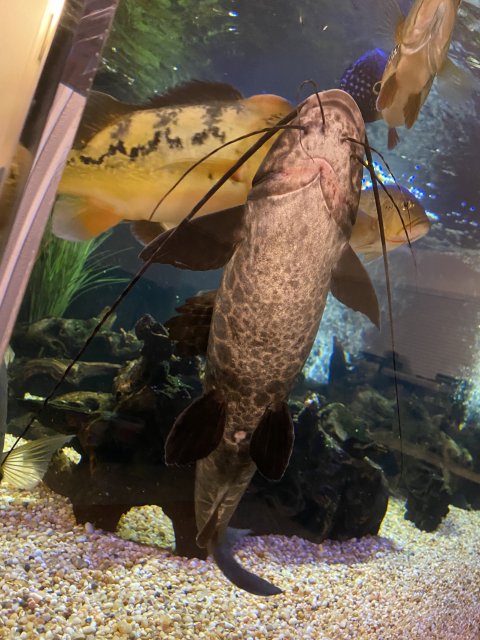 921107F6-BB1E-4ADA-9AA0-ED8FD163569E.jpeg 921107F6-BB1E-4ADA-9AA0-ED8FD163569E.jpeg