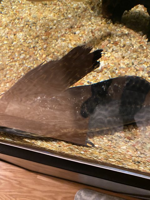 09C98020-E227-4DB1-8AFF-EF77E0EA4E0C.jpeg 09C98020-E227-4DB1-8AFF-EF77E0EA4E0C.jpeg