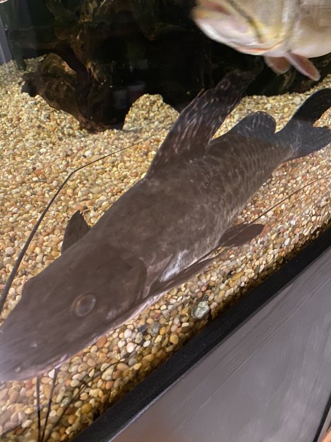 5B9A3EA4-8DC5-4F43-9E21-2E77868876F0.jpeg 5B9A3EA4-8DC5-4F43-9E21-2E77868876F0.jpeg