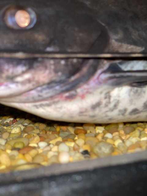 5CB98DD1-0FB7-4721-B72C-48393F9597FC.jpeg 5CB98DD1-0FB7-4721-B72C-48393F9597FC.jpeg