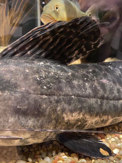 55739FCA-7D80-4A75-8344-511BFDA342CC.jpeg 55739FCA-7D80-4A75-8344-511BFDA342CC.jpeg