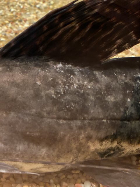 AA735743-A6EC-4F2F-8811-81E20A8211D4.jpeg AA735743-A6EC-4F2F-8811-81E20A8211D4.jpeg