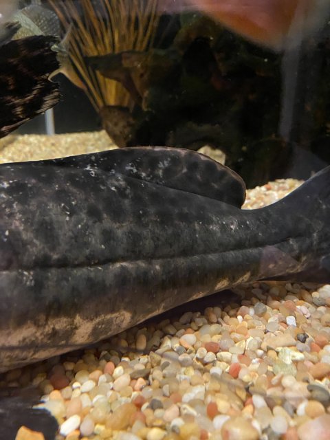 3FE2DF69-3B24-44DB-8C9D-6944EC12AB6C.jpeg 3FE2DF69-3B24-44DB-8C9D-6944EC12AB6C.jpeg