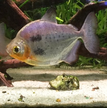 Metynnis maculatus JACK IMG_0645 BreedColor LatB Crop.jpg