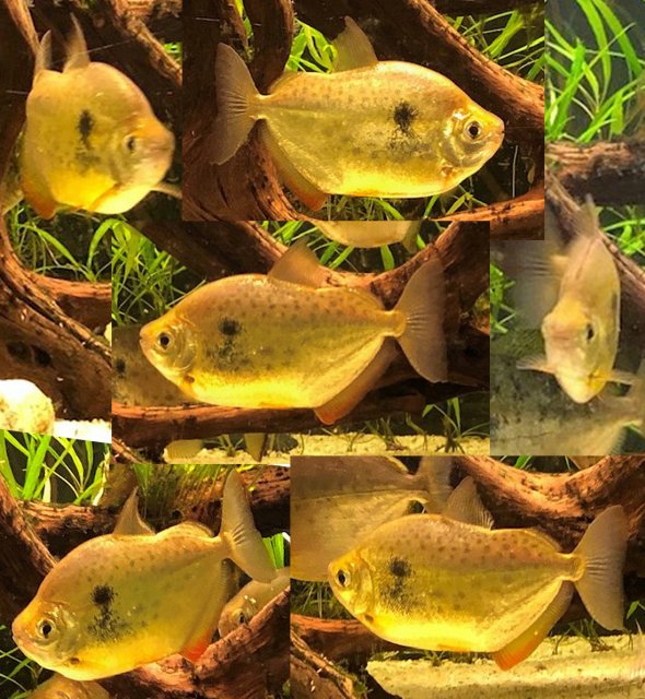 Metynnis sp JASMIN comp.jpg