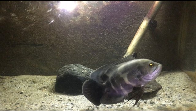 39D73D35-CED0-4013-9B42-8474C4533B47.jpeg 39D73D35-CED0-4013-9B42-8474C4533B47.jpeg