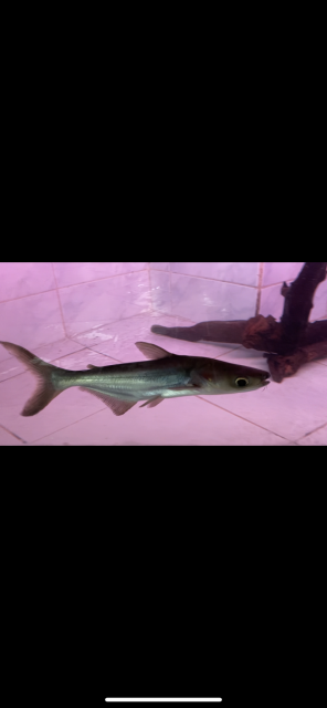 28BA7C05-FC49-4DAE-83D0-95E9D2F7460F.png