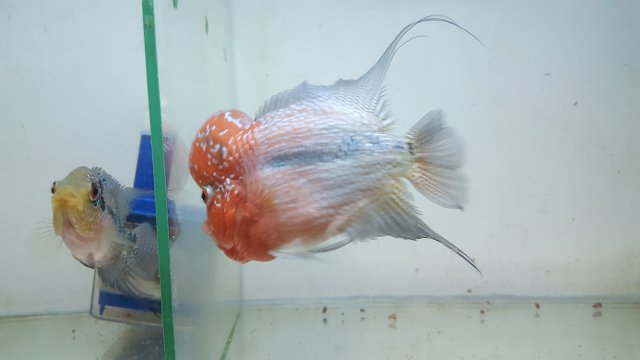 20201204_025209.jpg 20201204_025209.jpg