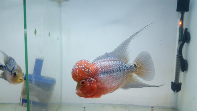 20201204_025150.jpg 20201204_025150.jpg