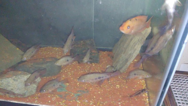 1203202159e.jpg