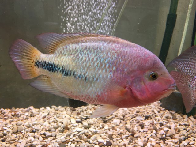 マッカラム 6'3 McCALLUM Gypsy Fish
Gypsy Fish METRIACLIMA FAINZILBERI *MAISONI REEF* (HOUSEBRED, DOMESTIC