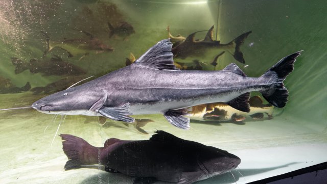 Brachie, piraiba denis.jpg