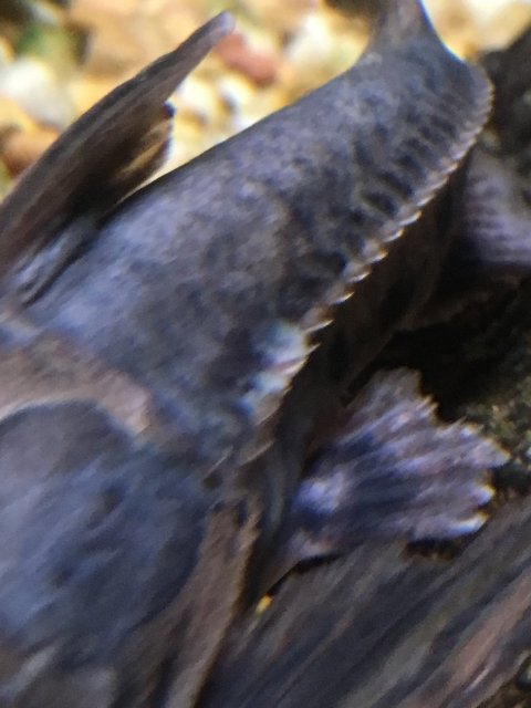 IMG_1876.JPG IMG_1876.JPG