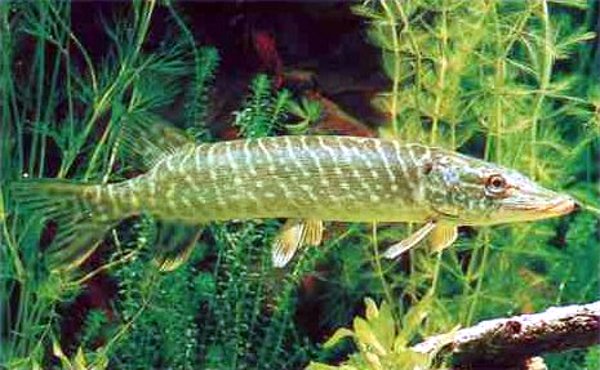 Chain Pickerel.jpg Chain Pickerel.jpg
