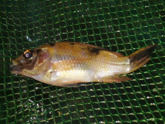 IMG_20201207_172745.jpg IMG_20201207_172745.jpg