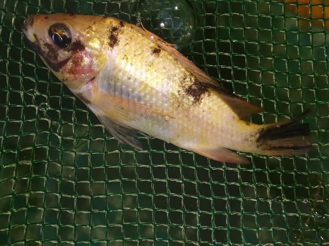 IMG_20201207_172752.jpg IMG_20201207_172752.jpg