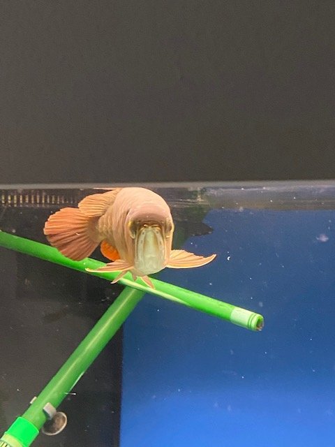 merlion blood red 1.jpg