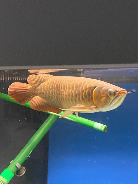 merlion blood red 2.jpg