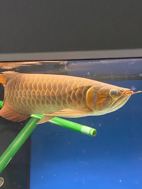 merlion blood red 3.jpg