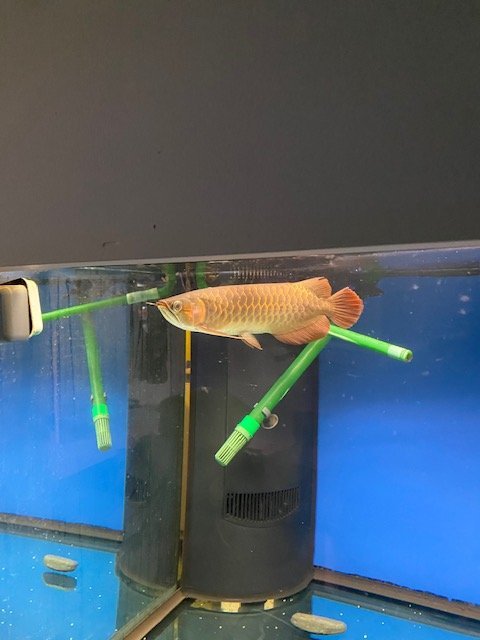 merlion blood red 5.jpg