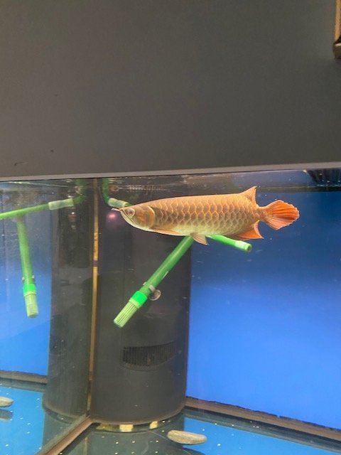 merlion blood red 6.jpg