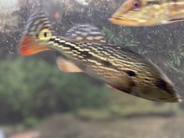 AC9CE833-7645-4F52-9FBF-343406BBEA5E.jpeg