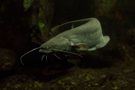 128704691-wels-catfish-sheatfish-silurus-glanis-.jpg 128704691-wels-catfish-sheatfish-silurus-glanis-.jpg