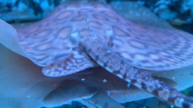 7E8E085A-7495-4CEF-890E-1241486B0497.jpeg 7E8E085A-7495-4CEF-890E-1241486B0497.jpeg