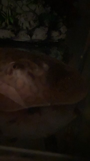 5A20E21A-074D-4FCF-B22D-AE32EAF3E026.jpeg 5A20E21A-074D-4FCF-B22D-AE32EAF3E026.jpeg