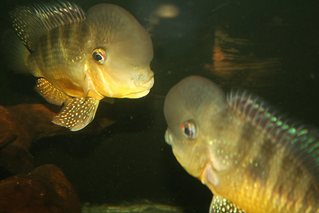 1607773636975.png 1607773636975.png