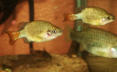 1607789025411.png 1607789025411.png