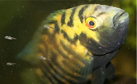 1607880399952.png 1607880399952.png